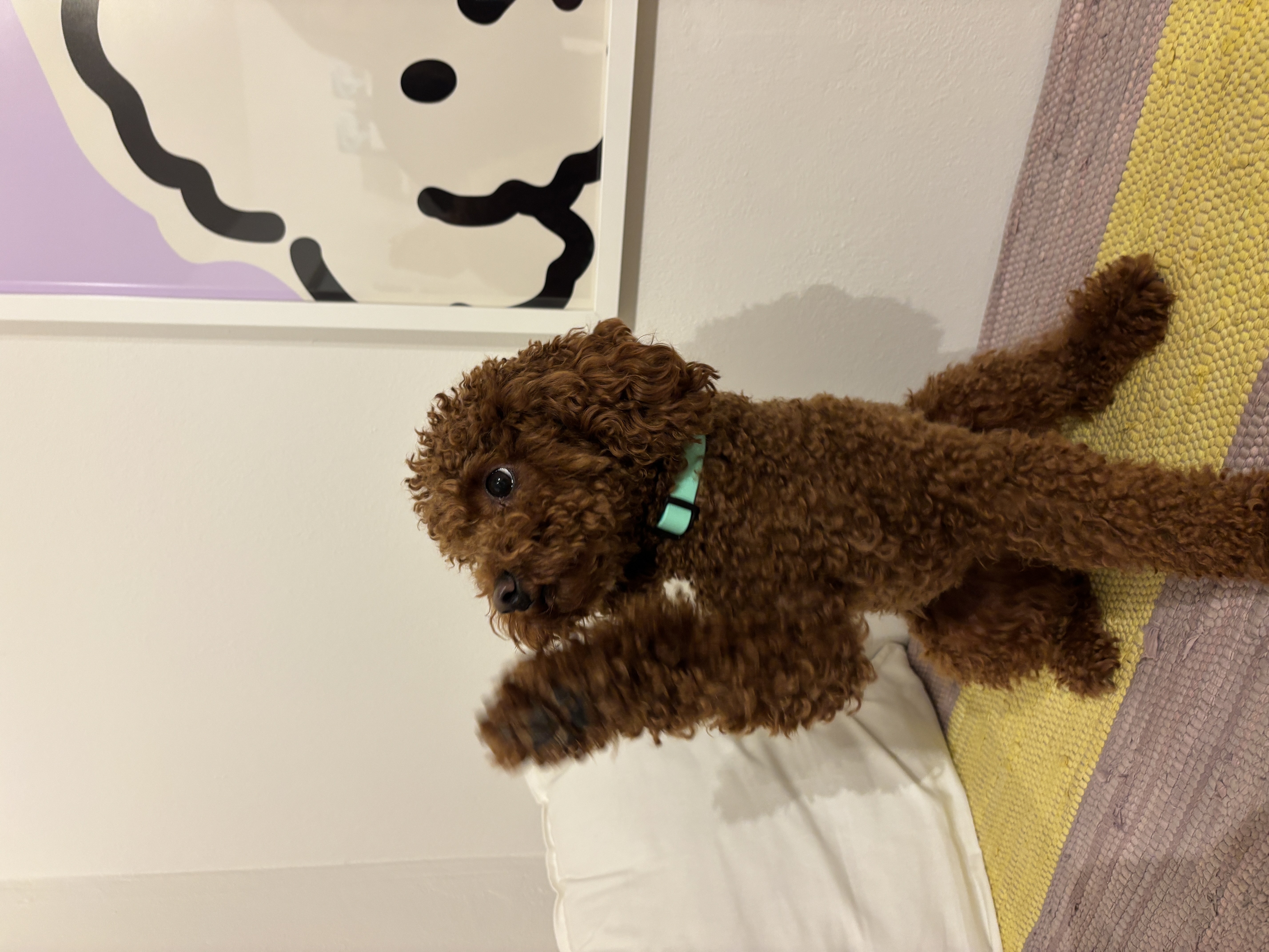 Kleiner Hund mit Halsband
